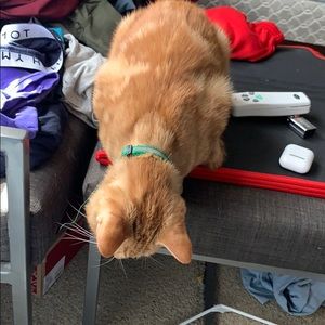 Meet your Posher, Kelsey